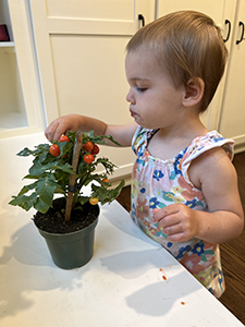 Baby reaching for an indoor tomato plant full of red cherry tomatoes