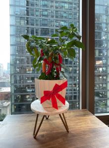 Potted indoor pepper plant with a bow