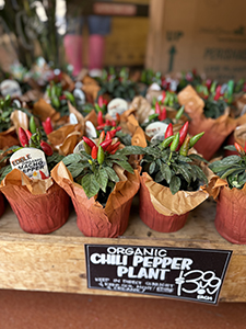Little potted vegetable tabletop plants all in a row