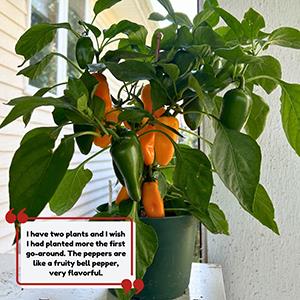 Kitchen Minis pepper plant outside