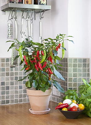 Kitchen Minis Fajita Hot Pepper plant in a pot on a countertop.