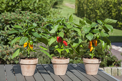Three Fresh Bites Pepper plants on a patio table outside.