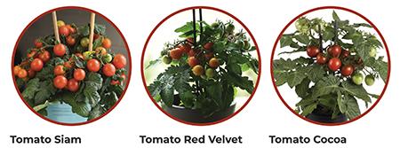 Collage of three mini indoor tomato plants