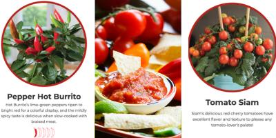 Collage of Kitchen Minis Pepper and Tomato and Salsa
