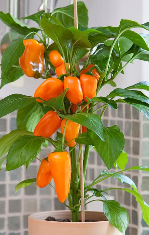 Sweet Peppers
