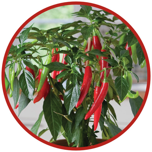 Hot Peppers