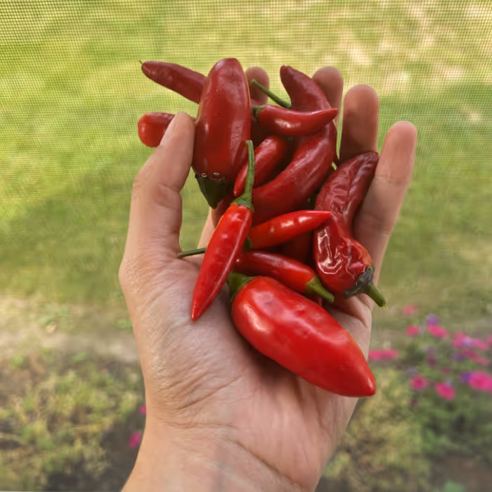 Homemade Sriracha Sauce