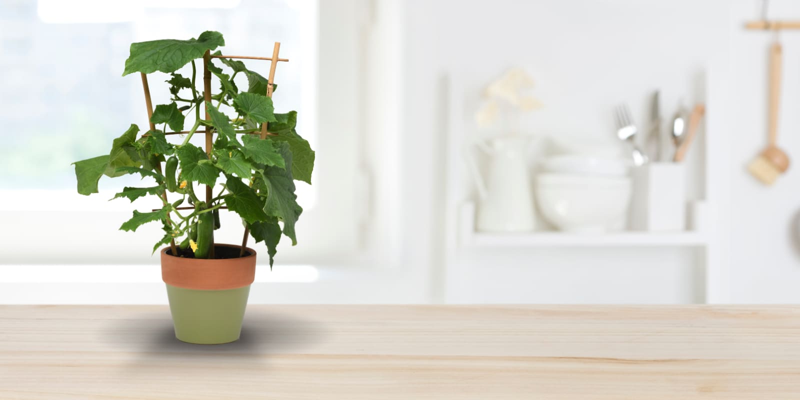 Photo of mixed plants in landscape