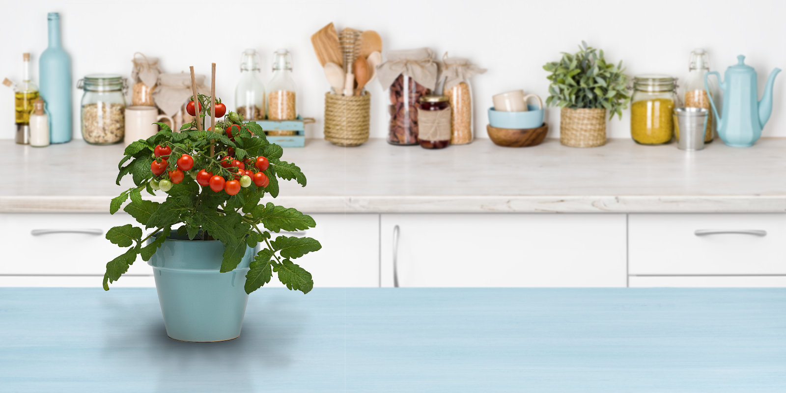 Photo of tomato in kitchen