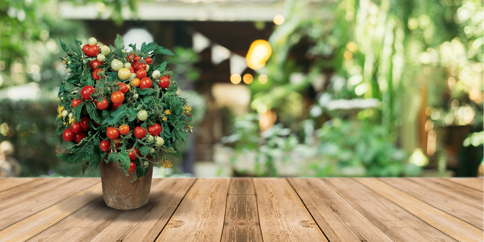 Photo of tomato in patio setting